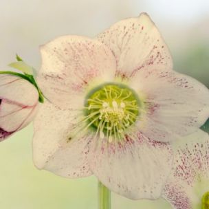 Hellébore orientale Picotee Lady - Leaderplant
