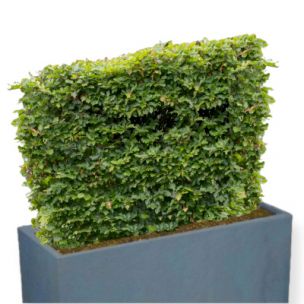 Kit Brise-vue Balcon Charme - Leaderplant