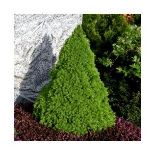 Epicea Épinette blanche - Leaderplant