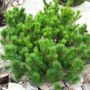 Pin mugo nain - Leaderplant