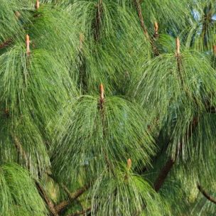 Pin pleureur de l’Himalaya - Leaderplant