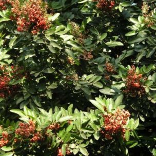 Pistachier de l'Atlas - Leaderplant