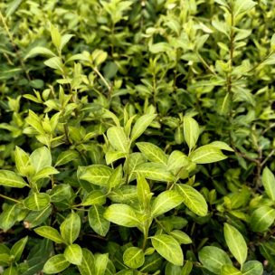 Pittosporum heterophyllum Limelight - Oranger de Chine - Leaderplant