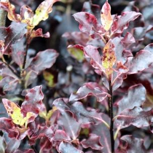 Pittosporum à petites feuilles pourpres - Leaderplant