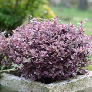Pittosporum Banno Bay ® - Leaderplant