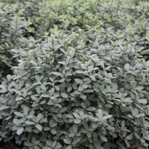 Pittosporum Silver Ball ® - Leaderplant
