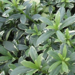 Pittosporum heterophyllum panaché - Leaderplant