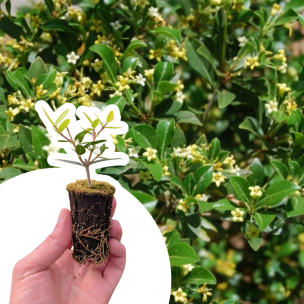 Pittosporum heterophyllum/ Oranger de Chine en mini-motte - Leaderplant