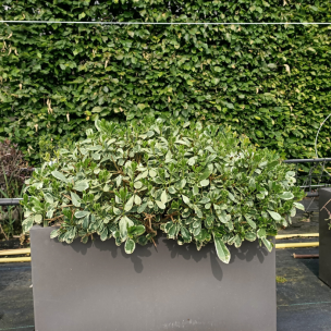 KIT Brise-vue Balcon Pittosporum du Japon - Leaderplant