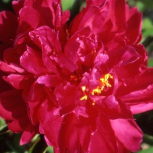 Pivoine rouge double 'Agida' - Leaderplant