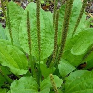 Plantain asiatique - Leaderplant
