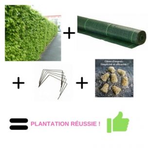 KIT de Plantation Haie de Charmille (20m) - Leaderplant