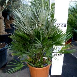 Palmier Nain 'Vulcano' pot 25L 50/60cm de haut - Leaderplant