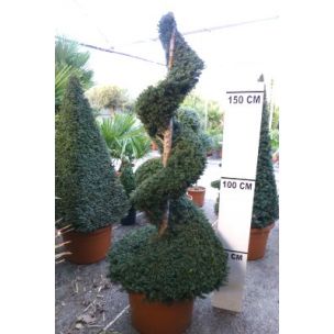 If commun Spirale 150/175cm de haut - Leaderplant