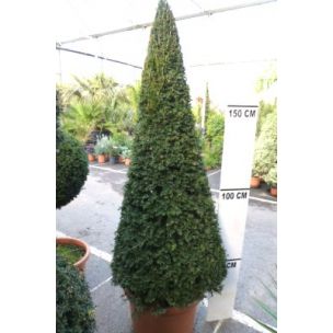If commun Cône 150/175cm de haut - Leaderplant