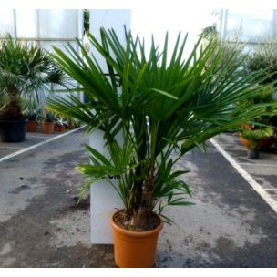 Palmier de Chine Cépée - Leaderplant