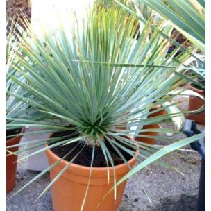 Yucca Rostrata (grandes tailles) - Leaderplant