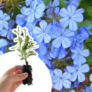 Plumbago du Cap/dentelaire en mini-motte - Leaderplant