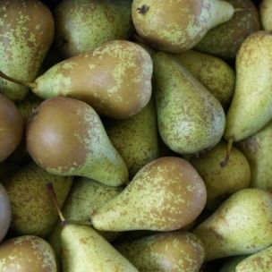 Poirier nain 'Pear Me Conférence' Fruit Me' ® - Leaderplant
