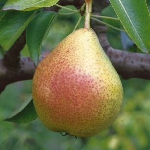 Poirier nain Pear Me Jules Guyot' Fruit Me ® - Leaderplant