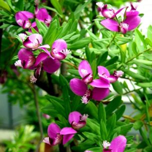 Polygala - Polygale à feuilles de myrte - Leaderplant