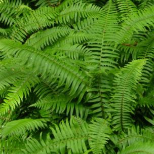 Fougère Polystic - Leaderplant
