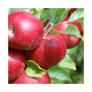Pommier Idared - Leaderplant
