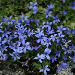 Pratia County Park = Isotoma - Leaderplant