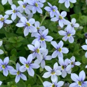 Pratia pedunculata - Isotoma en mini-motte - Leaderplant