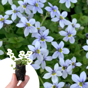 Pratia pedunculata - Isotoma en mini-motte - Leaderplant