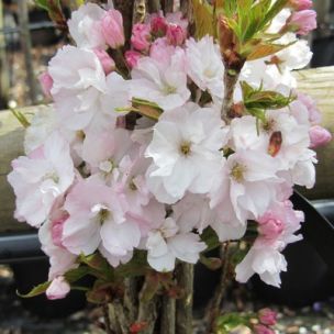 Cerisier du Japon 'Amanogawa' - Leaderplant