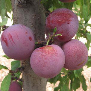 Prunier Palatina  - Leaderplant