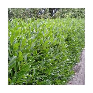 Laurier palme, Laurier du Caucase Taille 60/70cm - Leaderplant