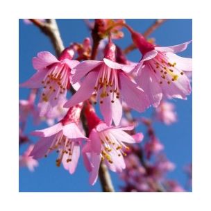 Cerisier à fleurs 'Okamé' - Leaderplant
