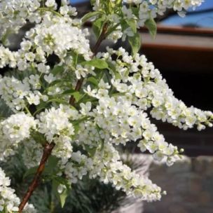 Cerisier à fleurs Le Thoureil - Leaderplant
