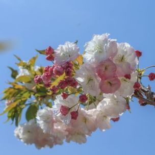 Cerisier du Japon Shirofugen - Leaderplant