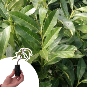 Laurier palme, Laurier du Caucase en mini-motte   - Leaderplant