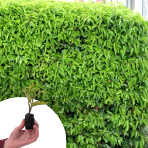 Laurier du Portugal en mini-motte  - Leaderplant