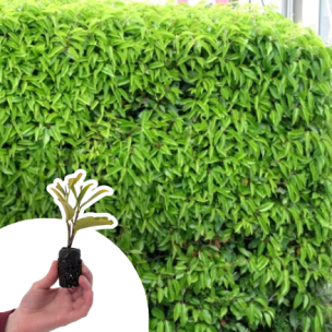 Laurier du Portugal en mini-motte  - Leaderplant