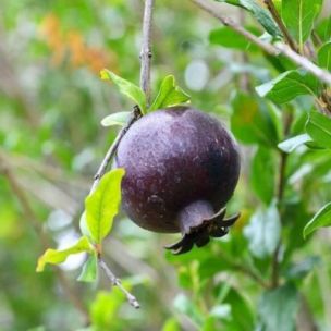 Grenadier à fruits Noir Asmar - Leaderplant