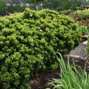 Rhaphiolepis nain Minor - Leaderplant