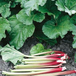 Rhubarbe Elmblitz - Leaderplant