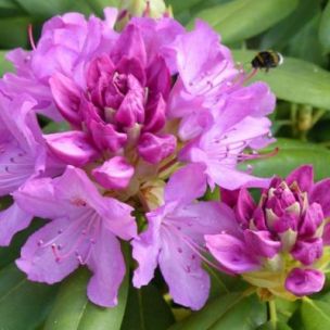 Rhododendron de la mer Noire - Leaderplant