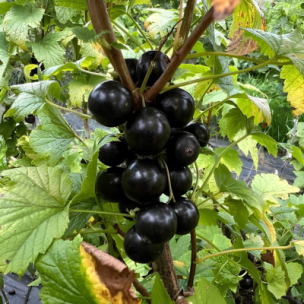 Cassis Black Giant Cassissima ®  - Leaderplant
