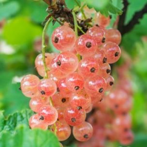 Groseiller à Grappe Roses Gloire des Sablons - Leaderplant