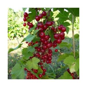 Groseillier à grappe précoce 'Versaillaise rouge' - Leaderplant