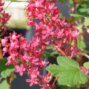 Groseillier à fleurs Amore ®   - Leaderplant