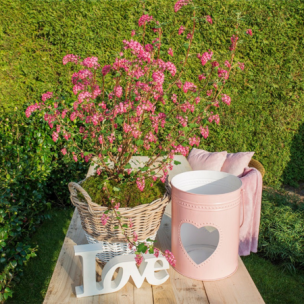 Groseillier à fleurs Amore ®   - Leaderplant