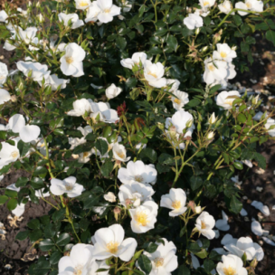 Rosier Escimo Nectar Garden ®  - Leaderplant