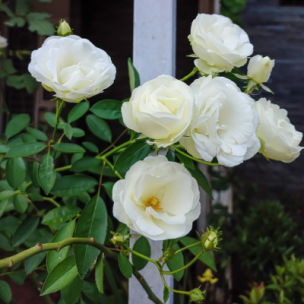 Rosier Iceberg ® en mini-motte - Leaderplant